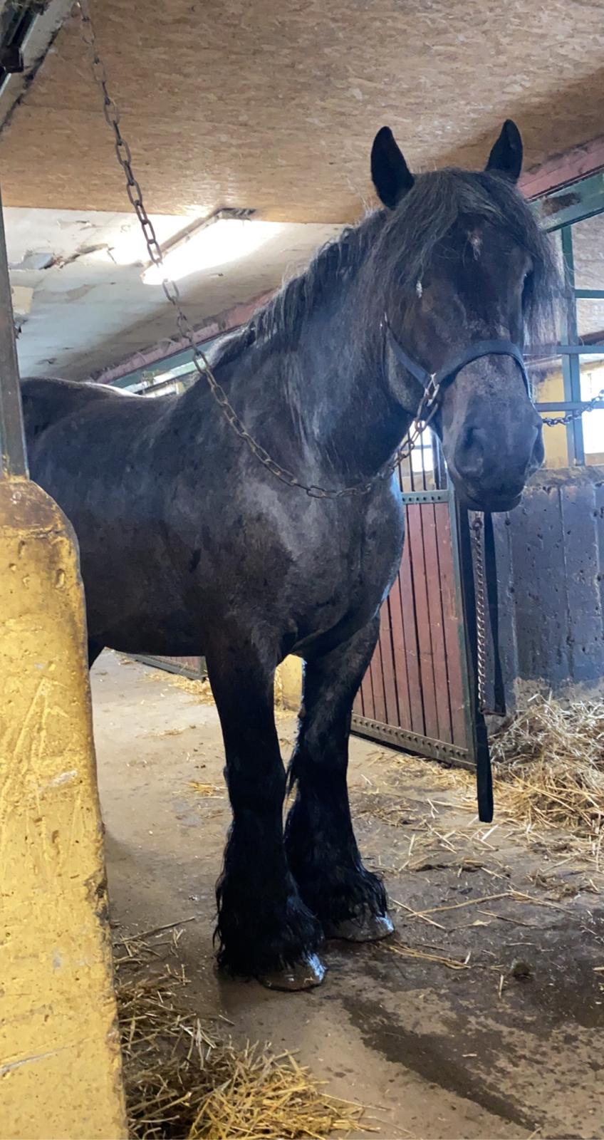 Belgier Møllegaardens Titus (TY) billede 13