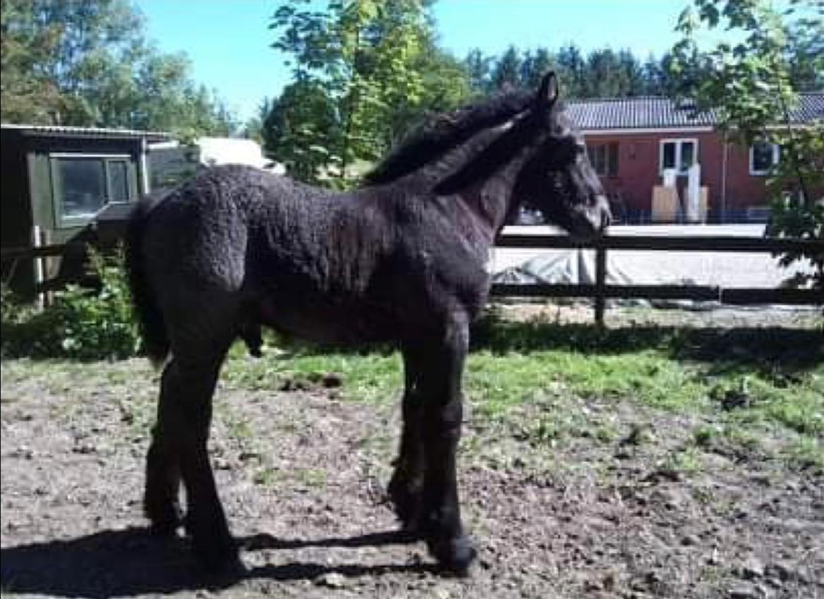 Belgier Møllegaardens Titus (TY) billede 11