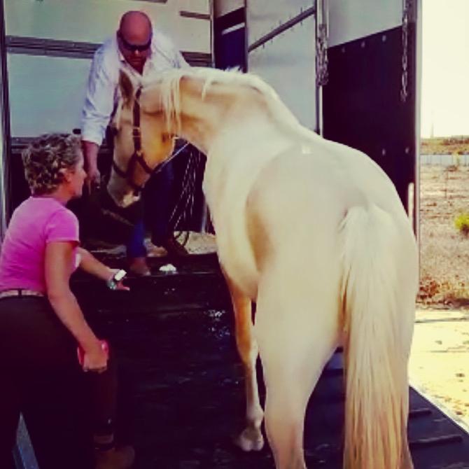 Cruzado Peachy the Lionheart billede 16