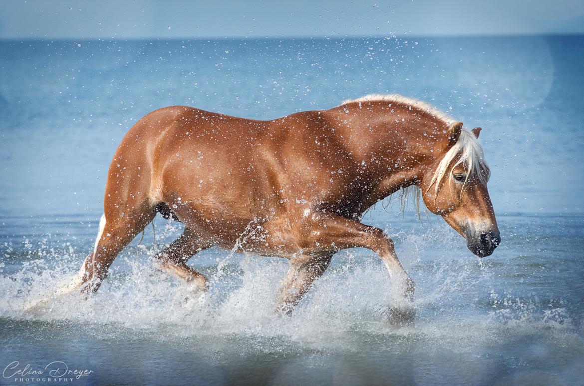 Haflinger Stroller - Celina Dreyer Photography 2021 billede 3