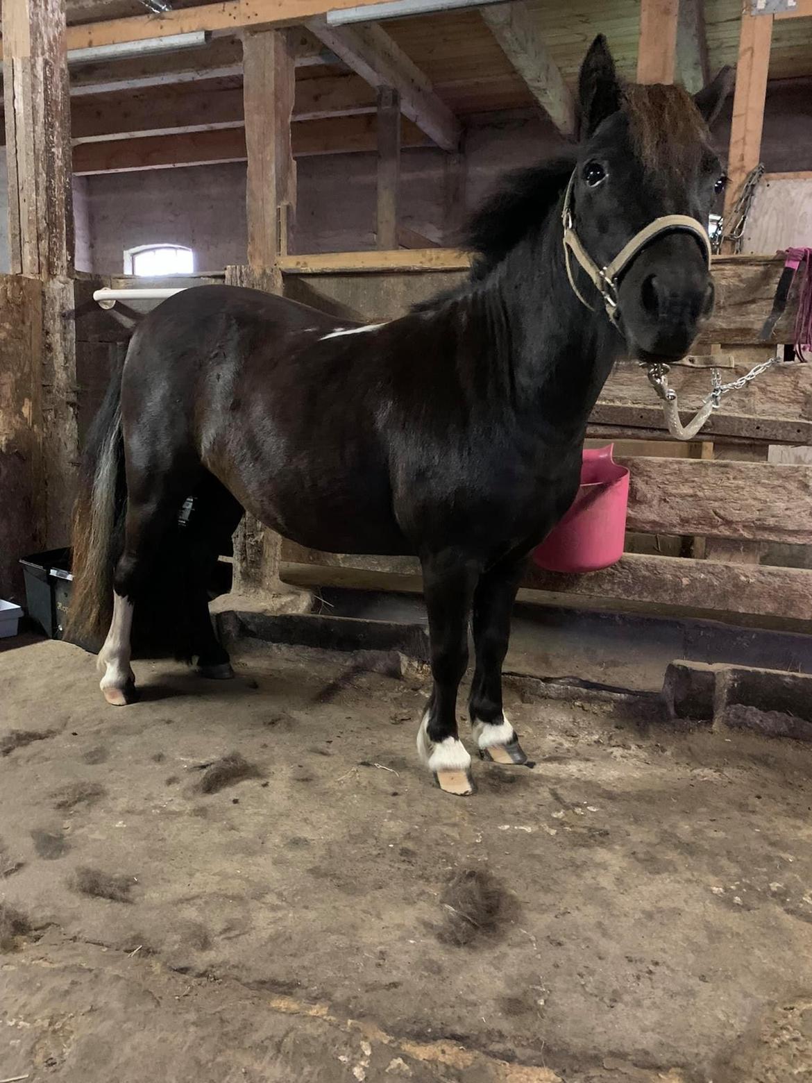 Shetlænder Veldt’s Hope Of Dreams billede 2