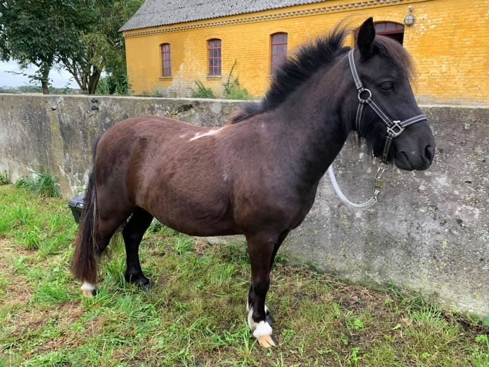 Shetlænder Veldt’s Hope Of Dreams billede 4