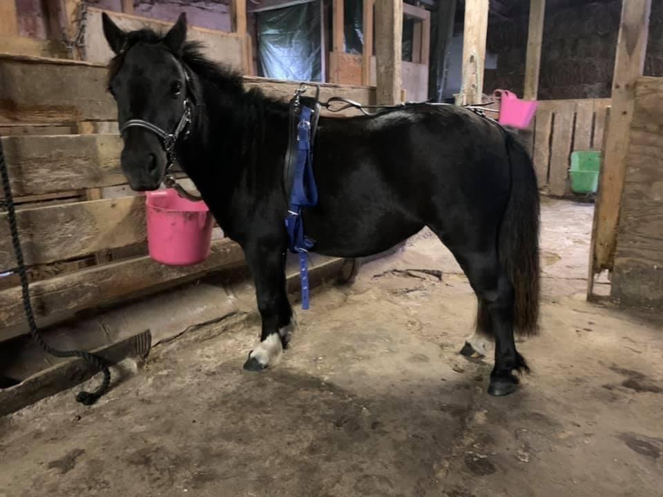 Shetlænder Veldt’s Hope Of Dreams billede 5