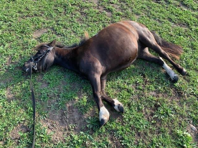 Shetlænder Veldt’s Hope Of Dreams billede 6