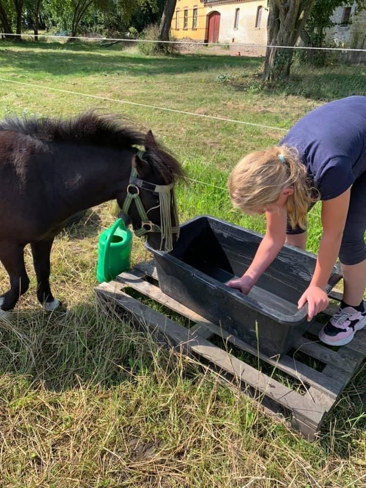 Shetlænder Veldt’s Hope Of Dreams billede 7