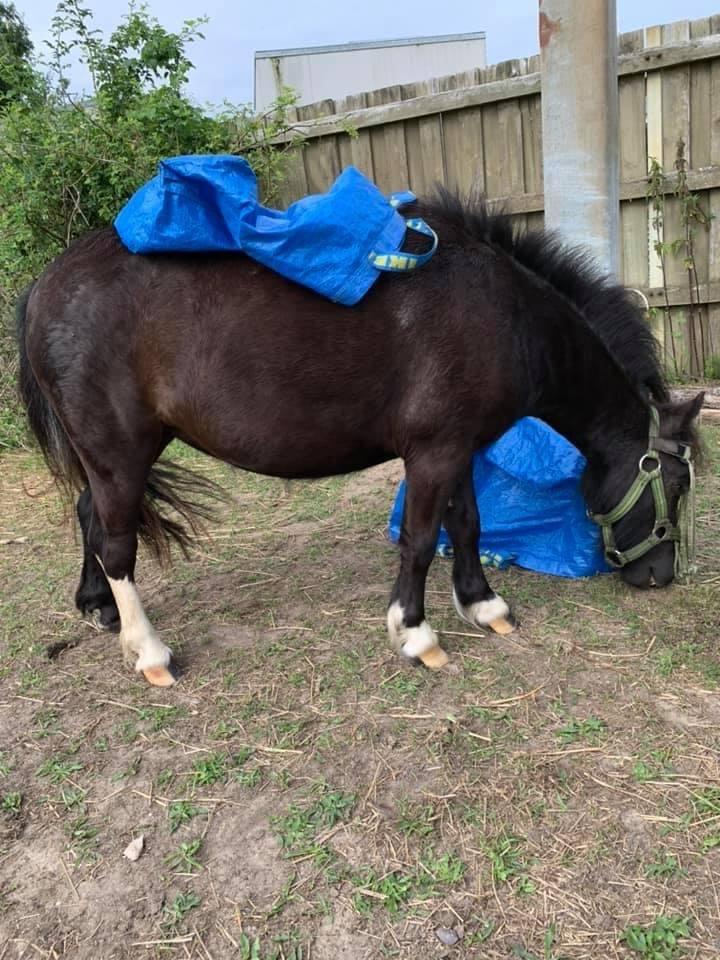 Shetlænder Veldt’s Hope Of Dreams billede 8