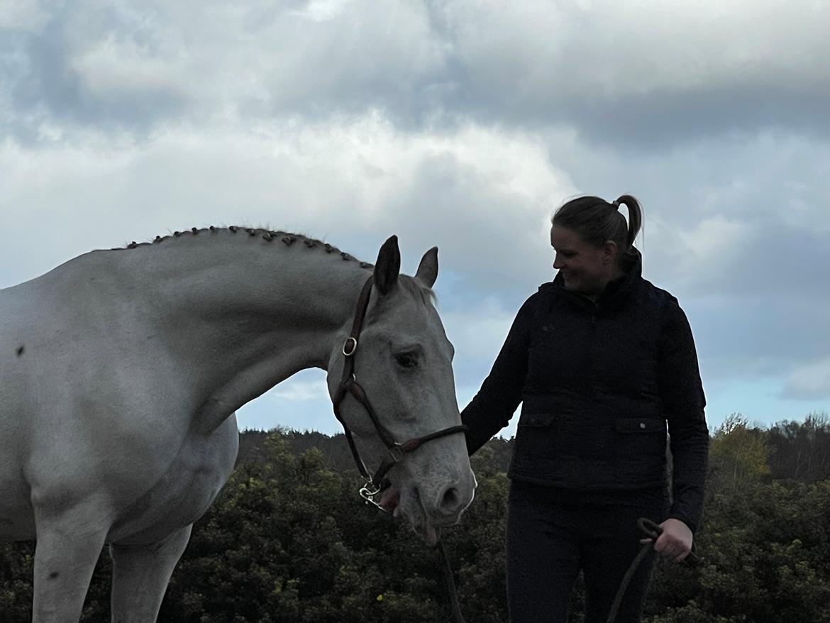 Knabstrupper Sanders Belinda billede 9