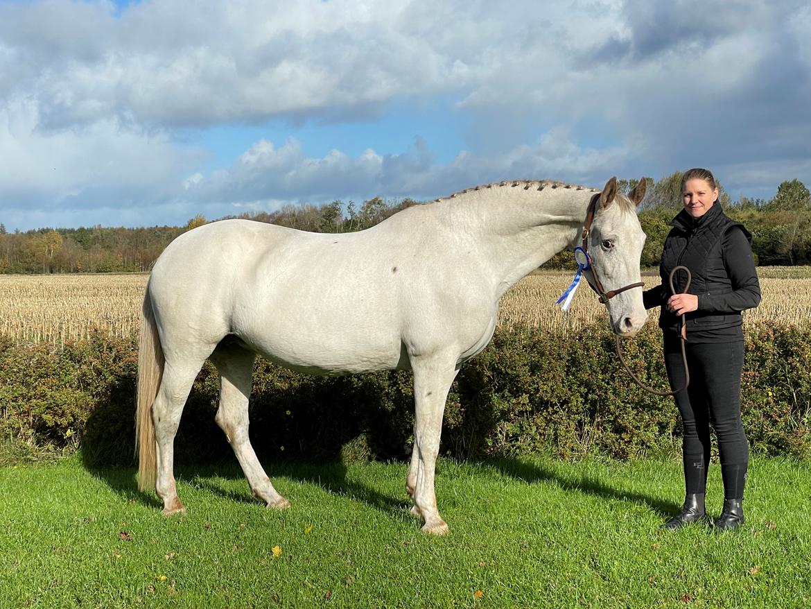 Knabstrupper Sanders Belinda billede 8