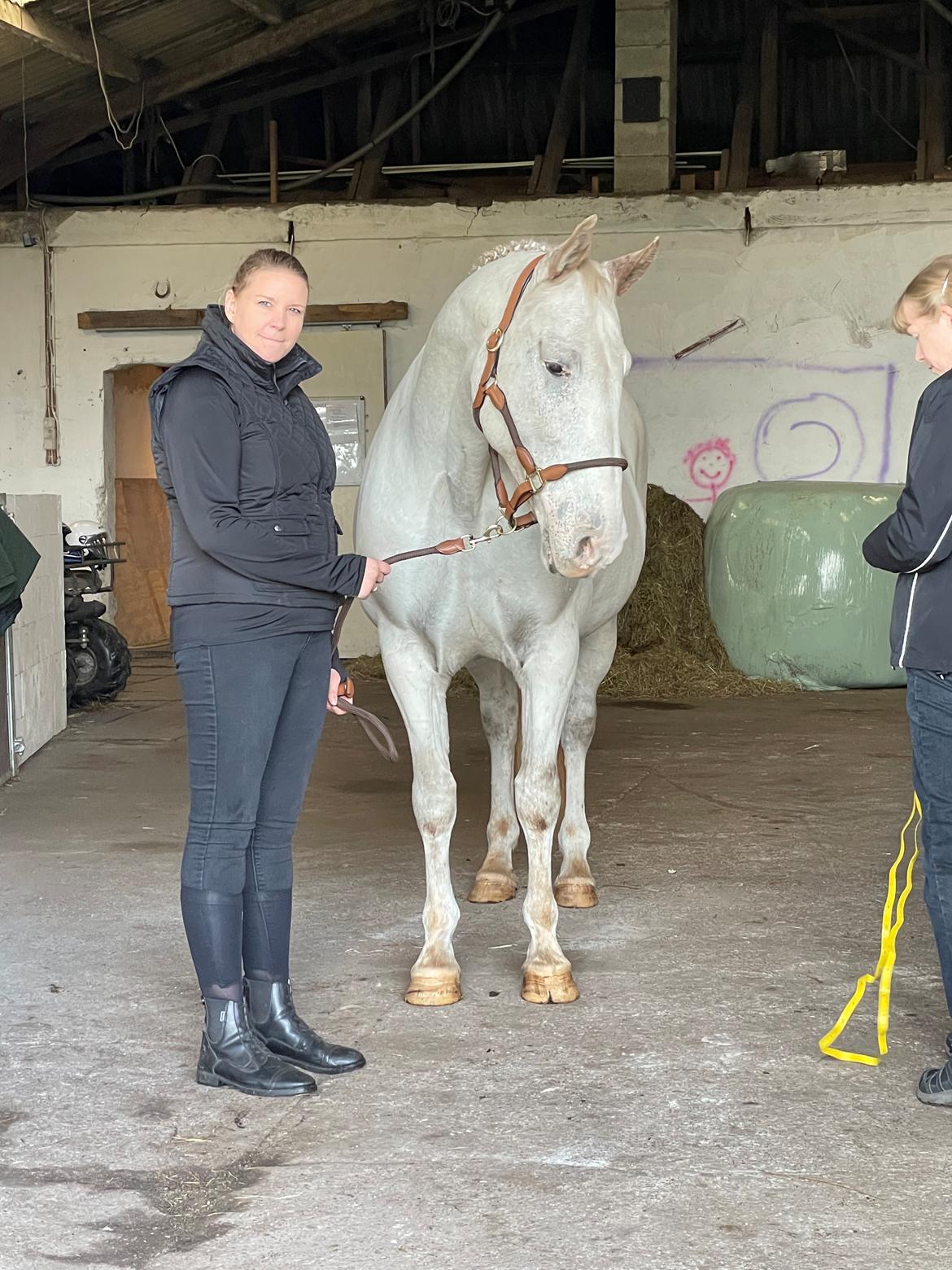 Knabstrupper Sanders Belinda billede 14