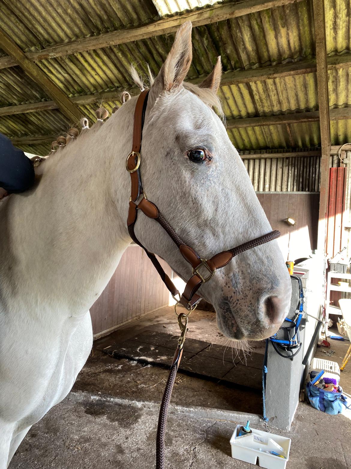 Knabstrupper Sanders Belinda billede 18