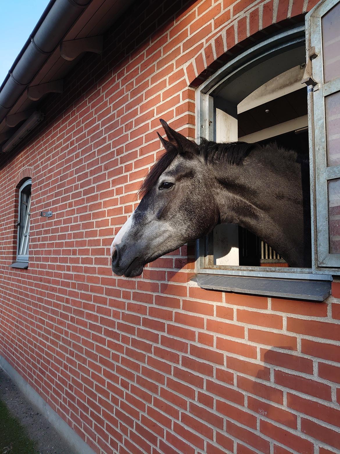 Anden særlig race Adelina(Himmelhest) - oktober 2021 billede 11