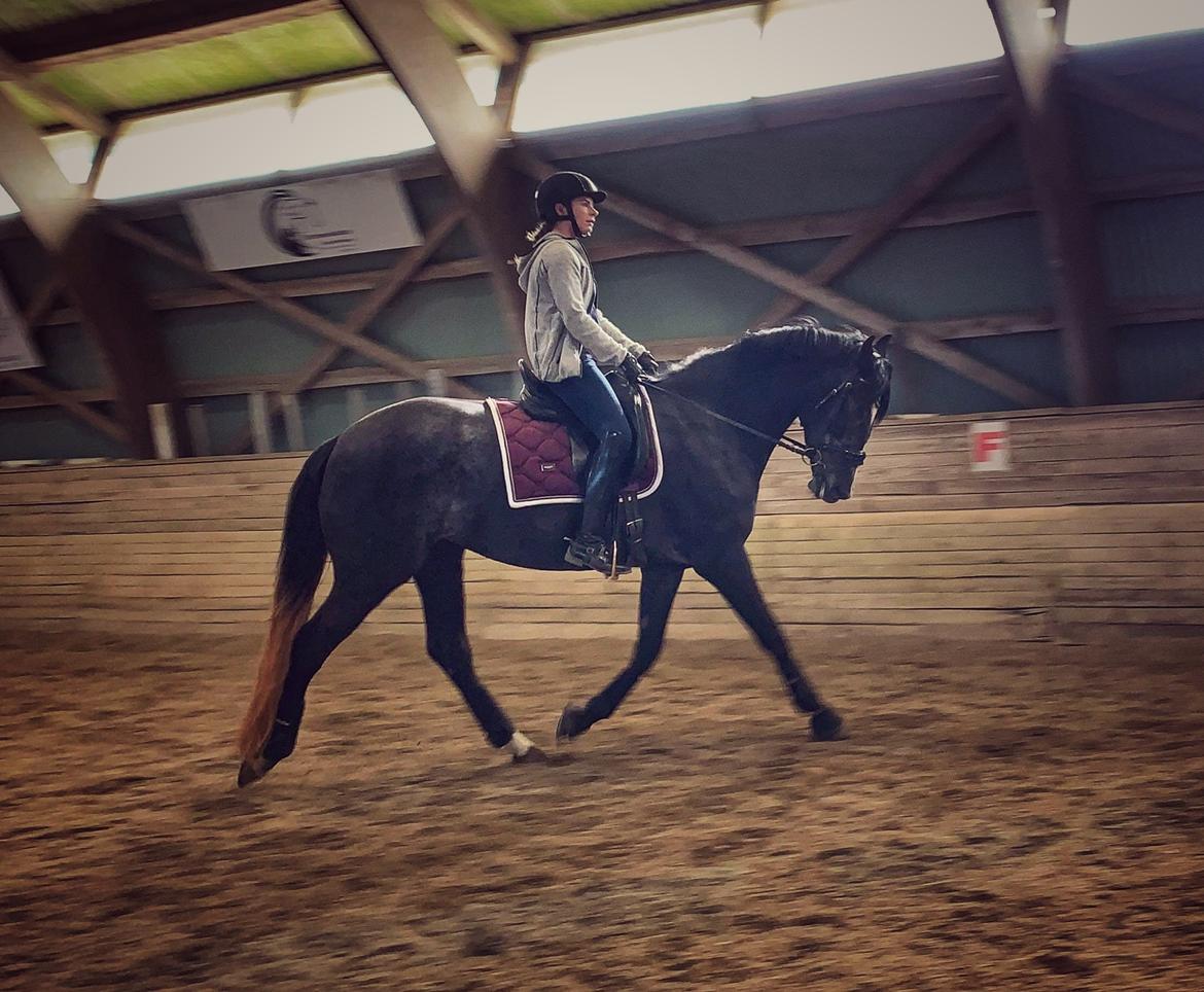 Anden særlig race Adelina(Himmelhest) billede 12