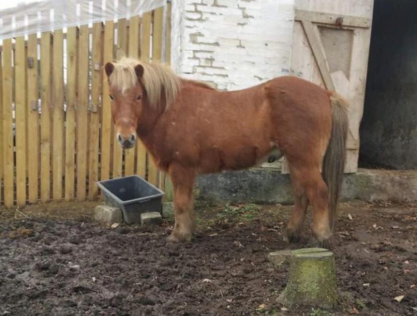 Islænder Stjarni fra Dalgården Solgt  billede 14