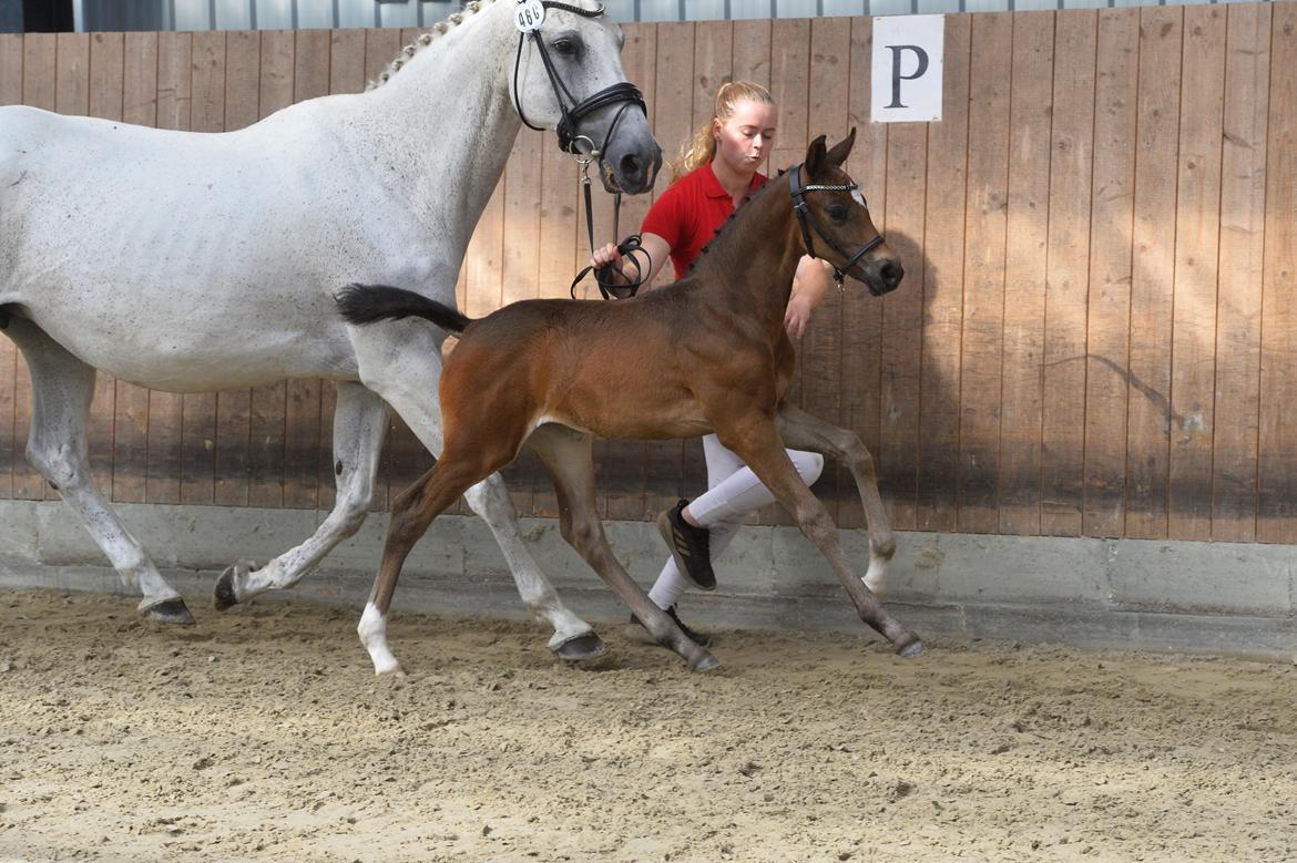 Dansk Varmblod Majenborgs Odessa Green - Dessa - Foto: Ridehesten.com billede 10