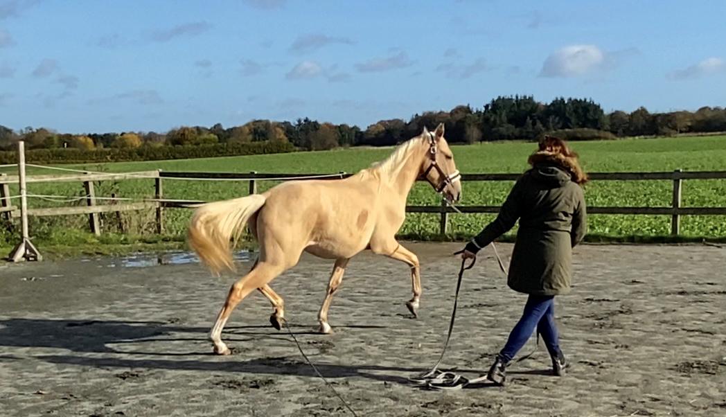 Cruzado Peachy the Lionheart billede 7