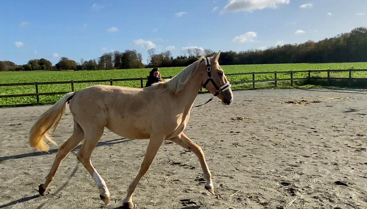 Cruzado Peachy the Lionheart billede 6