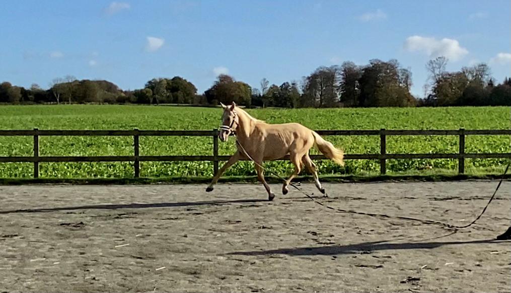 Cruzado Peachy the Lionheart billede 8