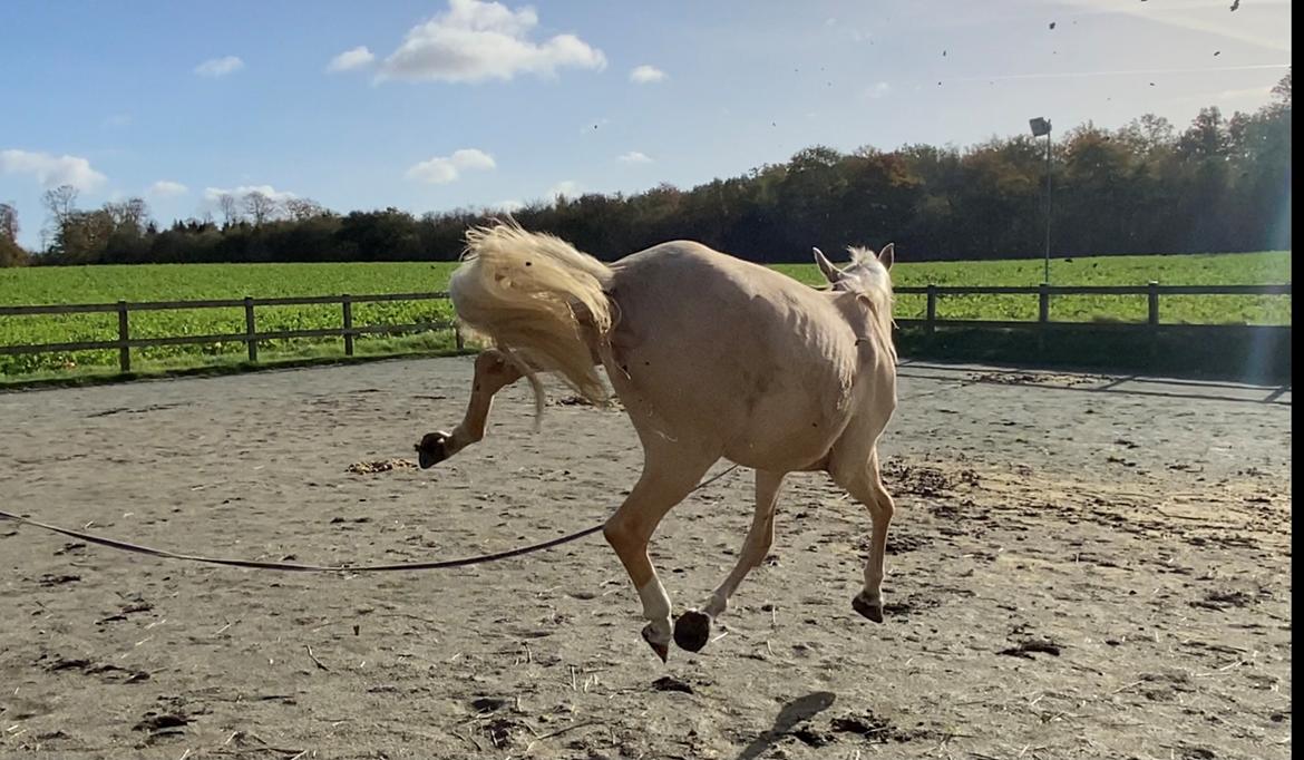 Cruzado Peachy the Lionheart billede 10