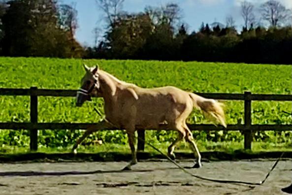 Cruzado Peachy the Lionheart billede 18