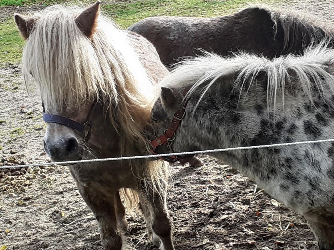 Anden særlig race Bastian billede 12