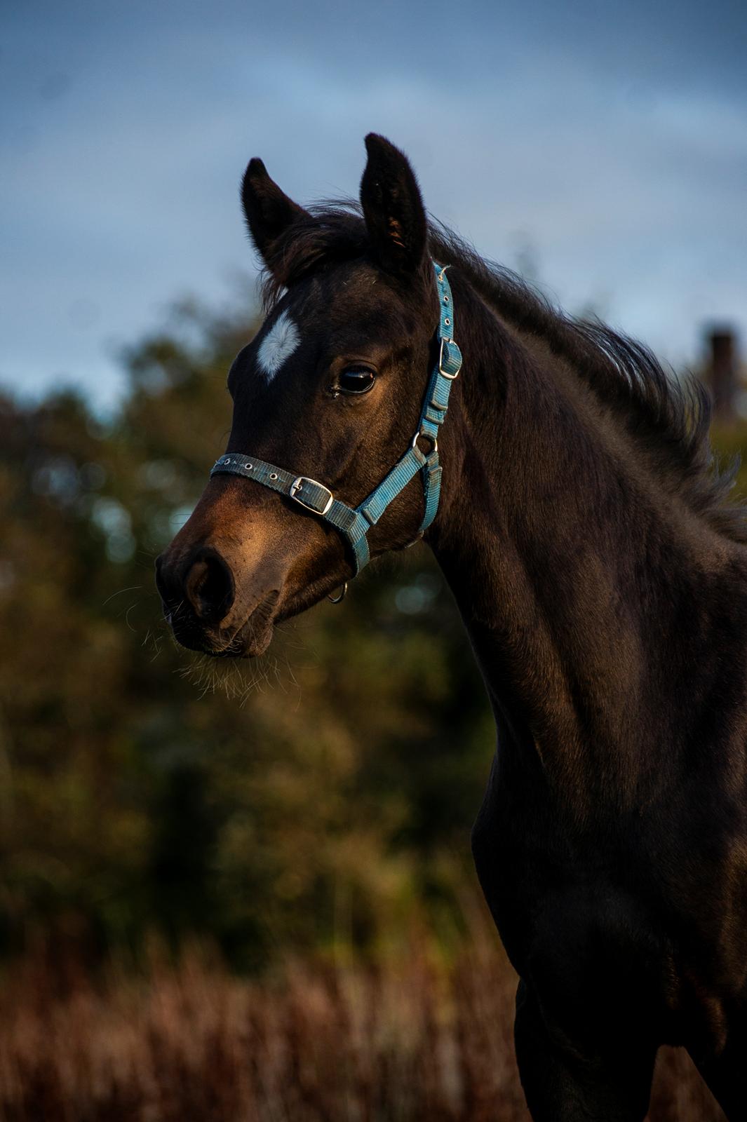 Dansk Varmblod Majenborgs Odessa Green - Dessa billede 16