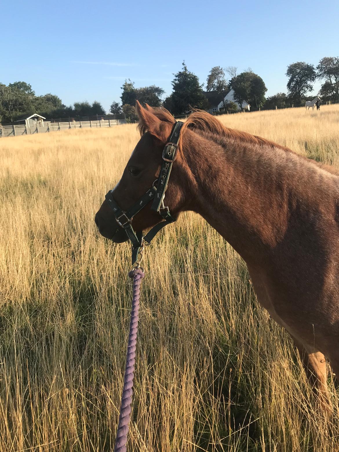 Welsh Mountain (sec A) Lunds baby jane billede 5