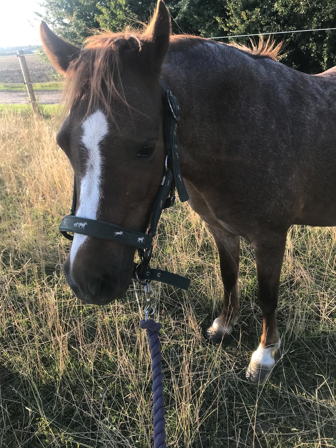 Welsh Mountain (sec A) Lunds baby jane billede 6