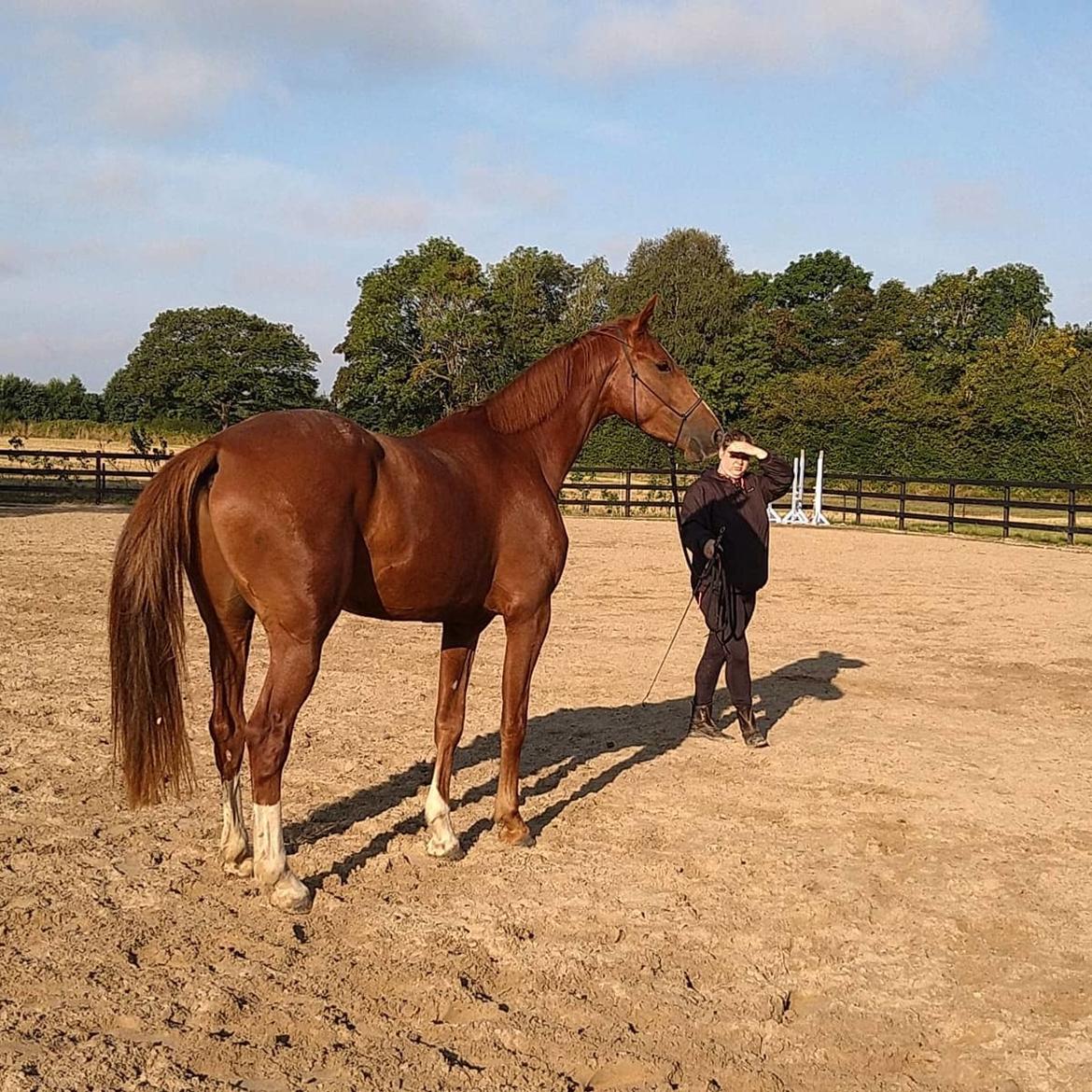 Dansk Varmblod Bazinga 44 billede 18