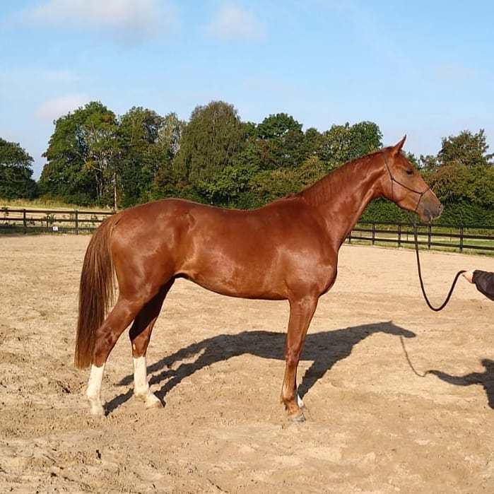 Dansk Varmblod Bazinga 44 billede 20