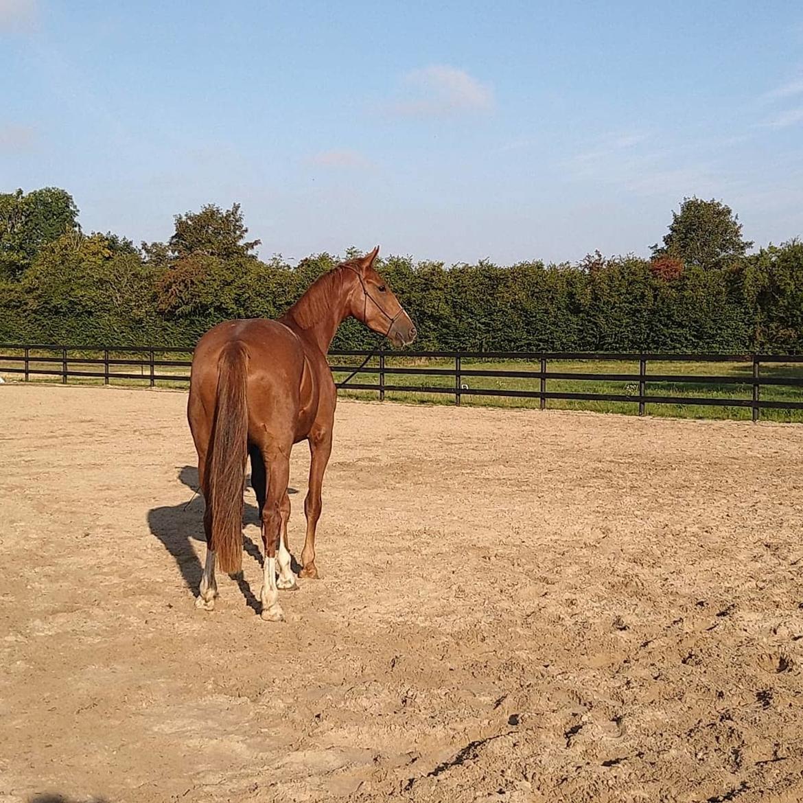 Dansk Varmblod Bazinga 44 billede 19