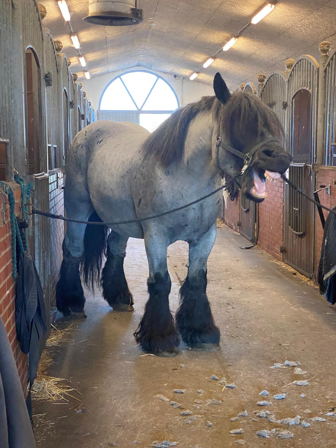 Belgier Møllegaardens Titus (TY) billede 9