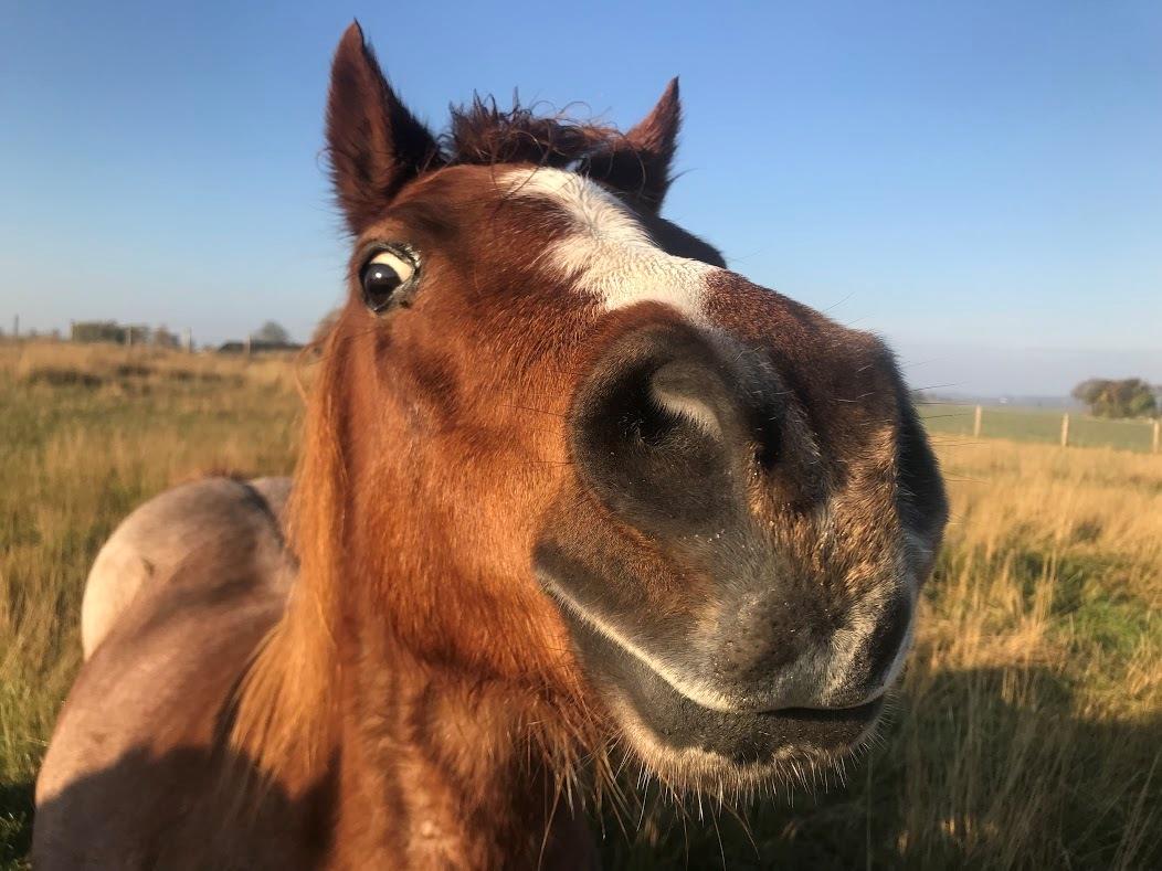 Welsh Mountain (sec A) Lunds baby jane billede 1