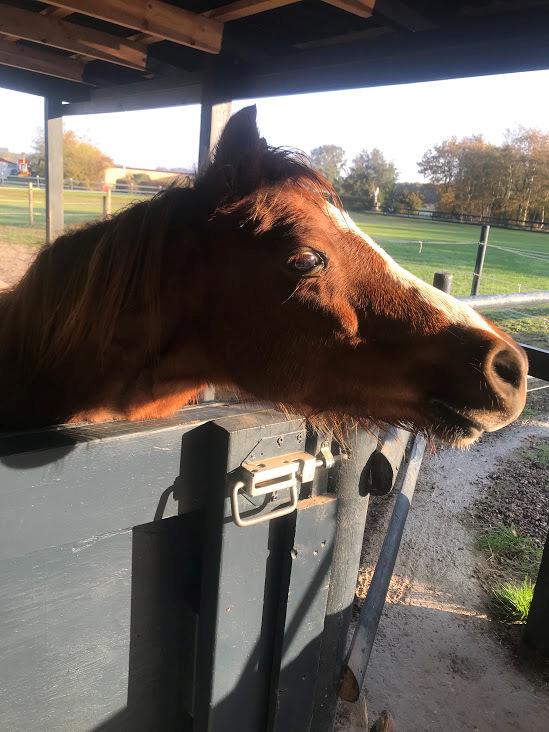 Welsh Mountain (sec A) Lunds baby jane billede 2