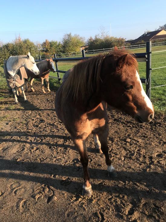 Welsh Mountain (sec A) Lunds baby jane billede 3