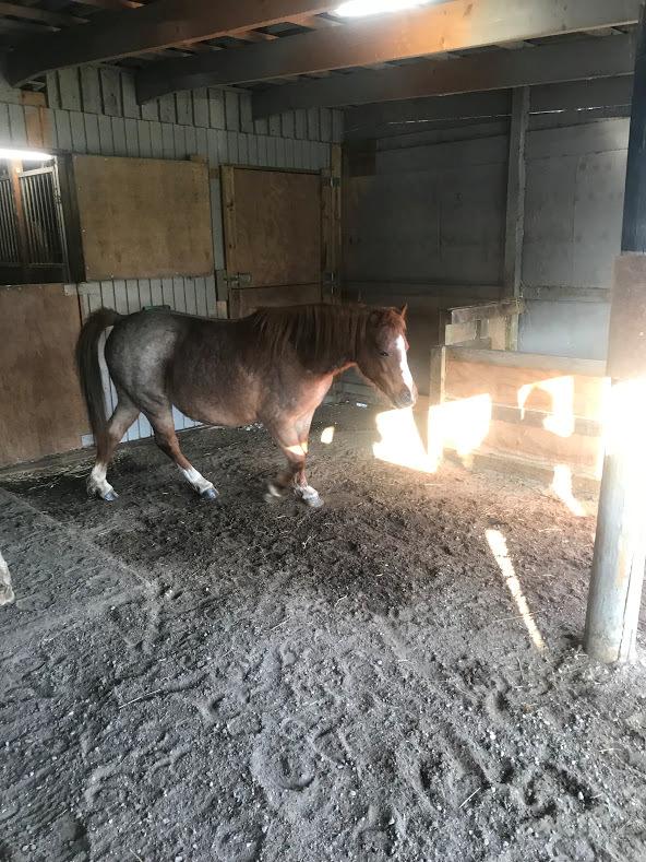 Welsh Mountain (sec A) Lunds baby jane billede 4