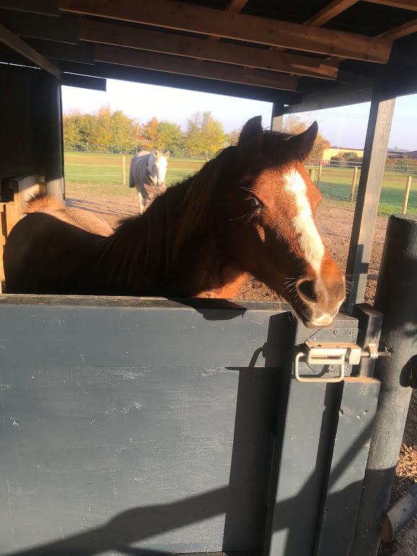 Welsh Mountain (sec A) Lunds baby jane billede 7