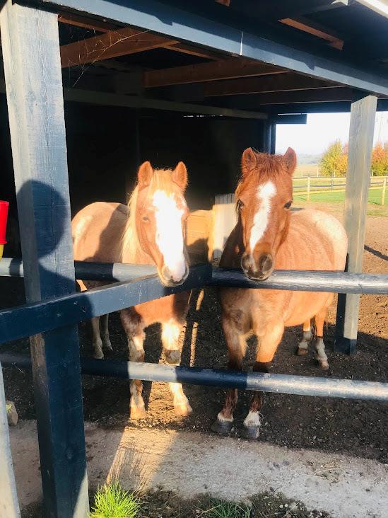 Welsh Mountain (sec A) Lunds baby jane billede 8