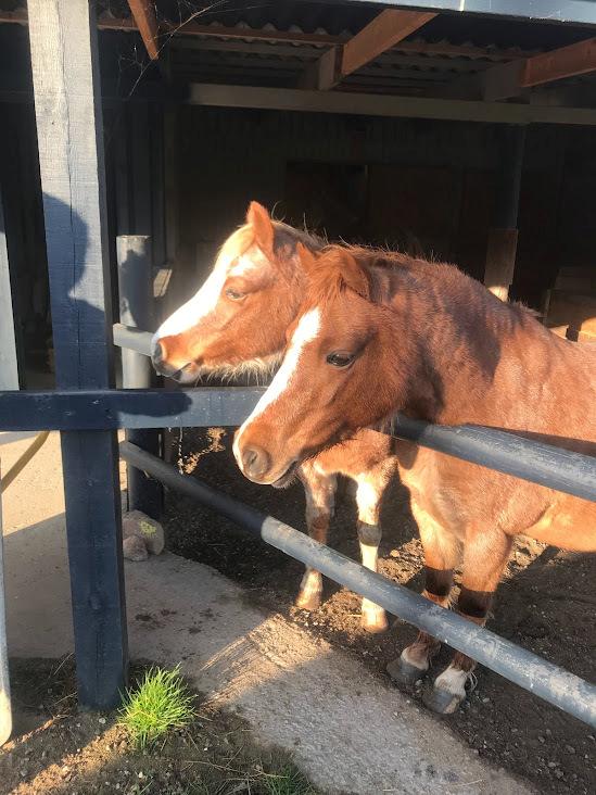 Welsh Mountain (sec A) Lunds baby jane billede 9