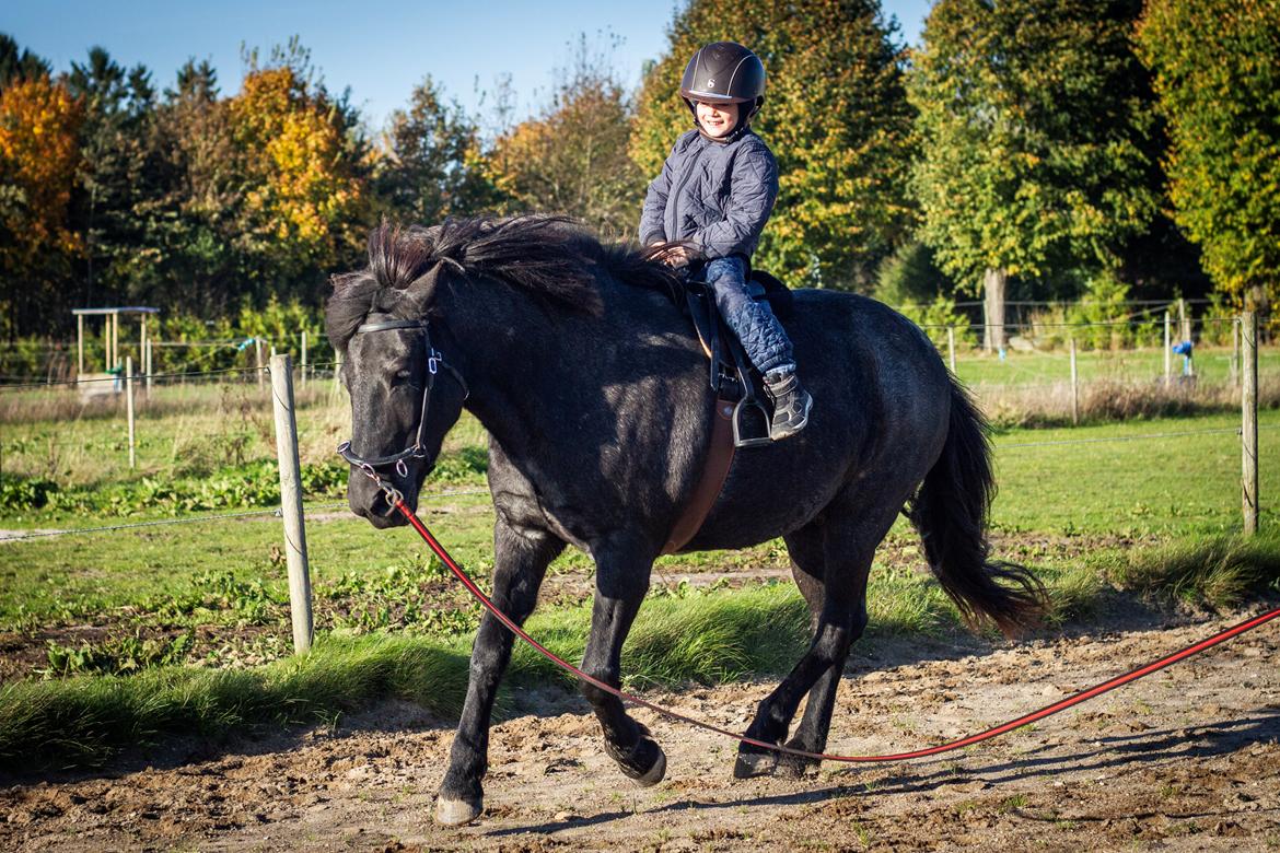 Islænder Mini Madsen - Når man simpelthen bare er verdens bedste hest <3  billede 18