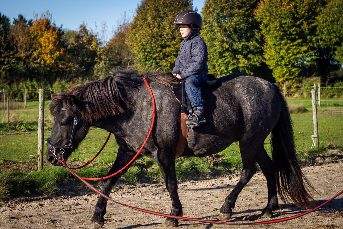 Islænder Mini Madsen - Mini og min nevø på 6 år <3  billede 19