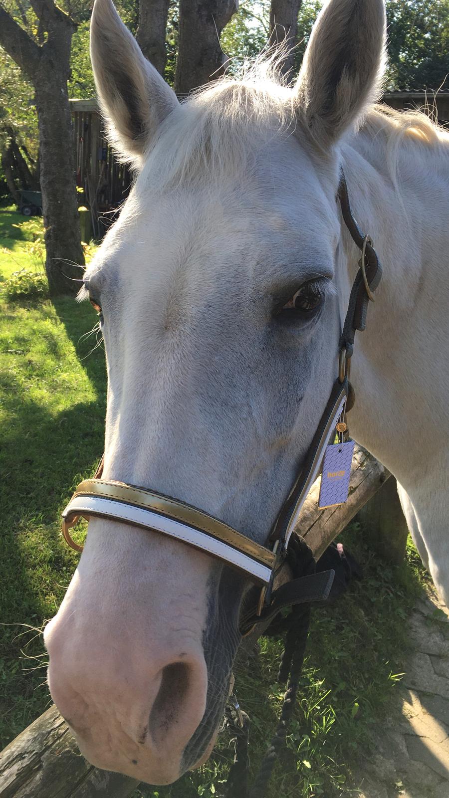 DSP Tranholms Maici billede 2