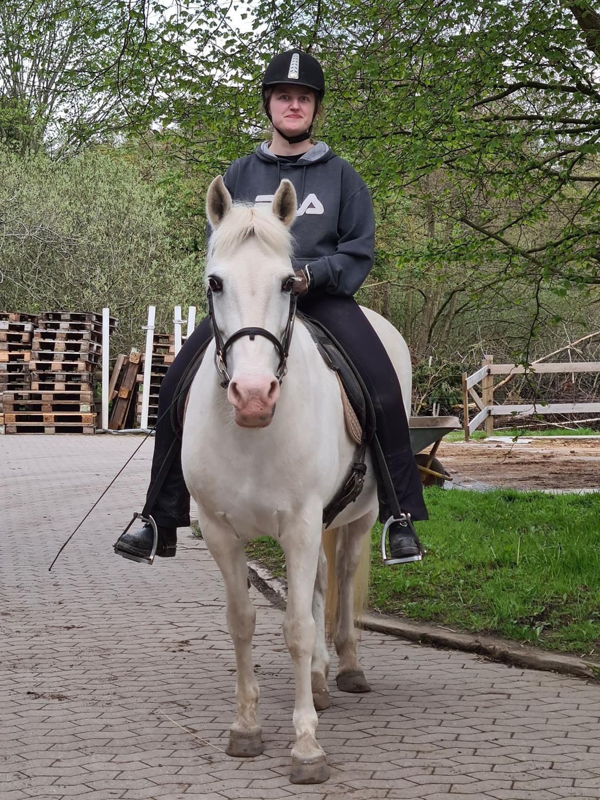 DSP Tranholms Maici billede 1