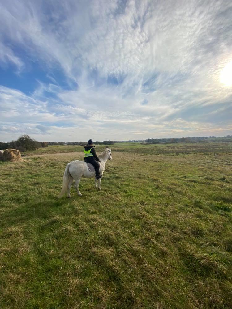 DSP Tranholms Maici billede 7