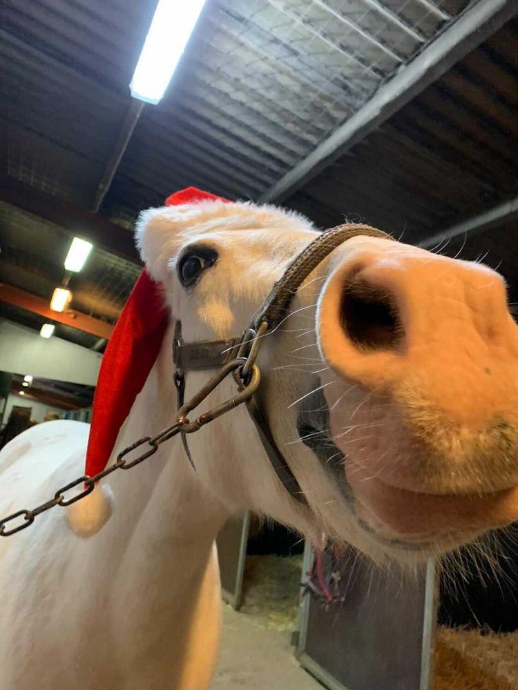 DSP Tranholms Maici billede 4