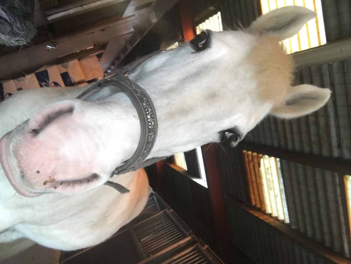 DSP Tranholms Maici billede 6