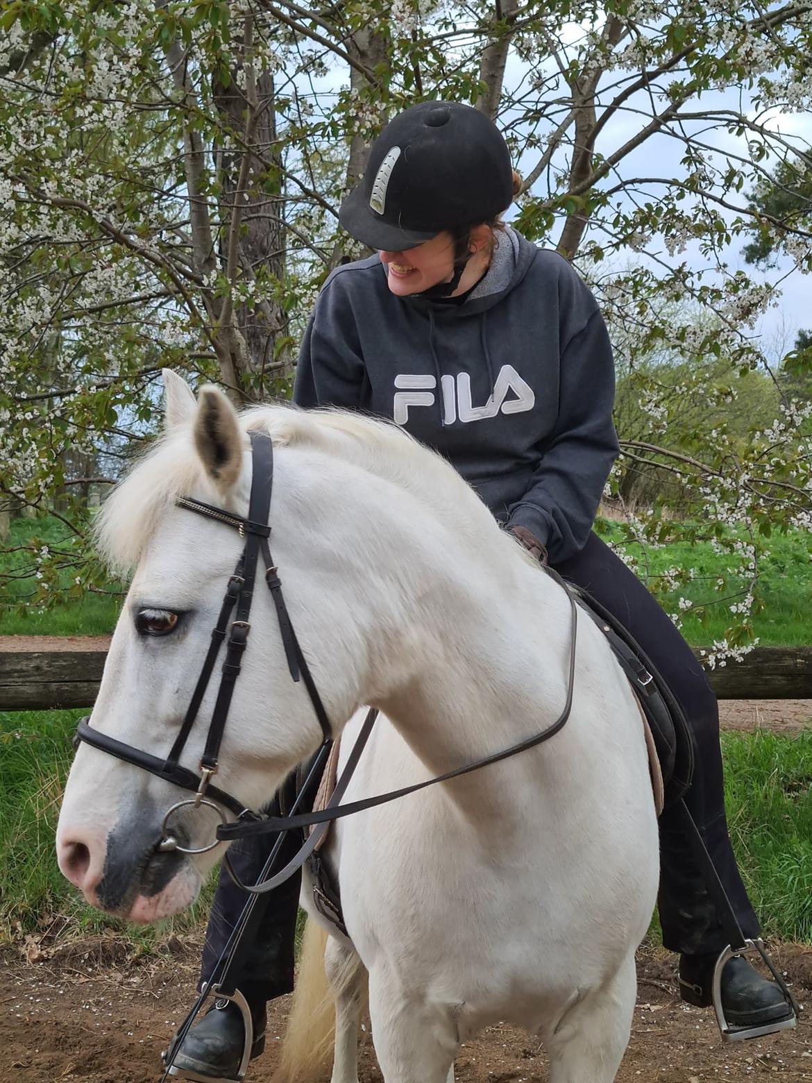 DSP Tranholms Maici billede 3