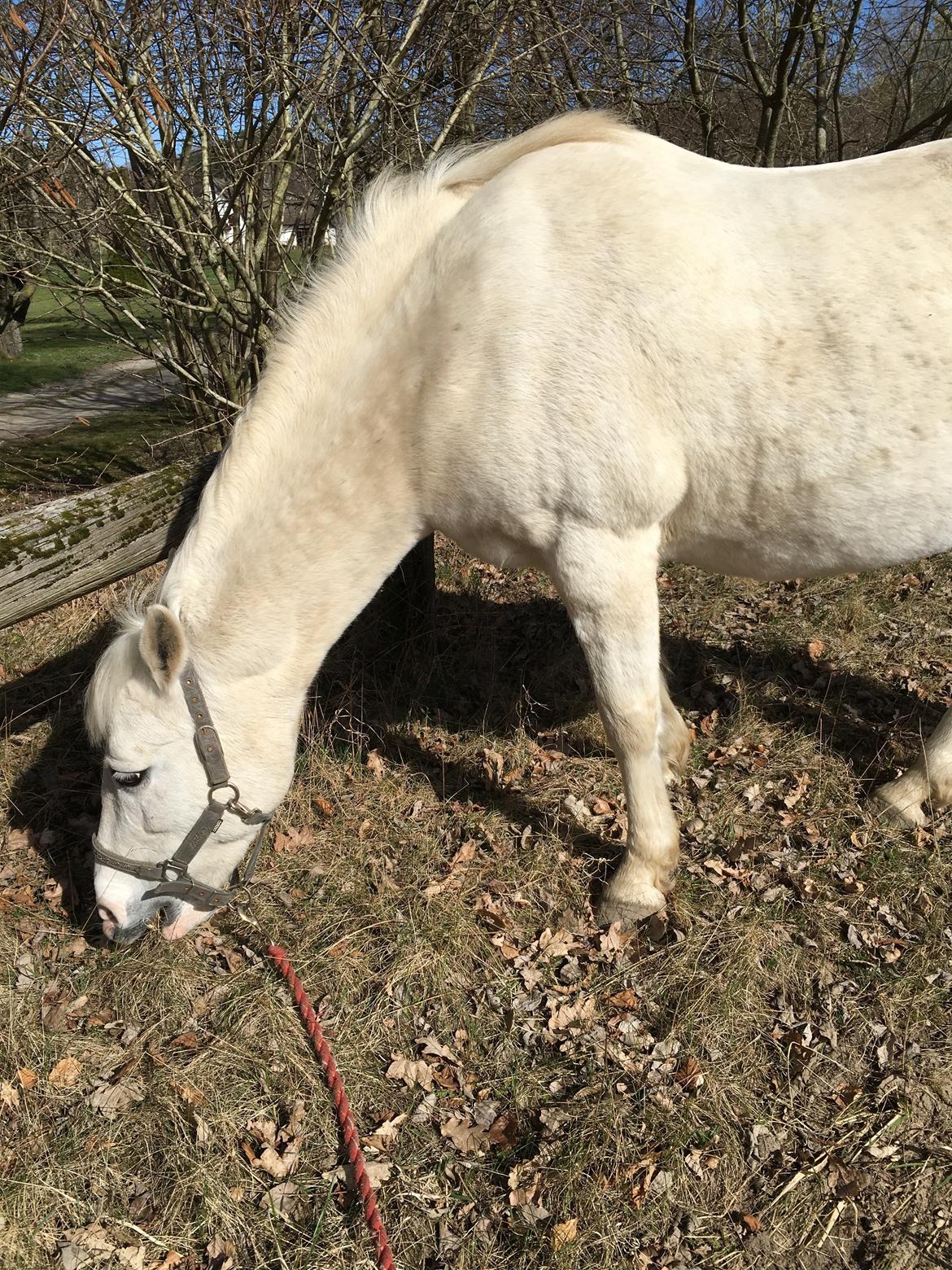 DSP Tranholms Maici billede 8