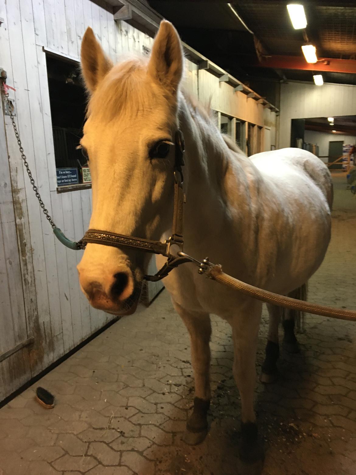 DSP Tranholms Maici billede 10