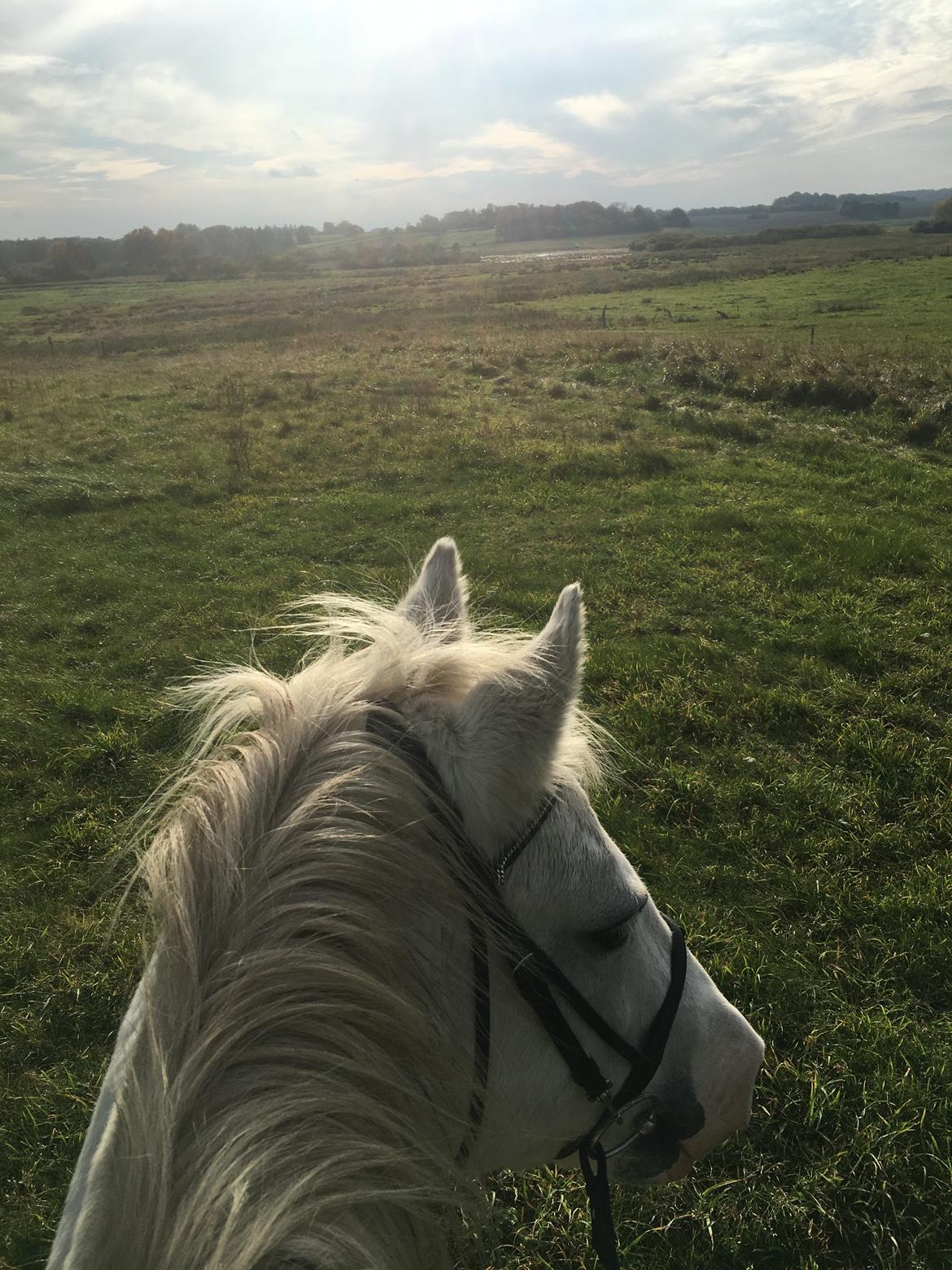 DSP Tranholms Maici billede 11