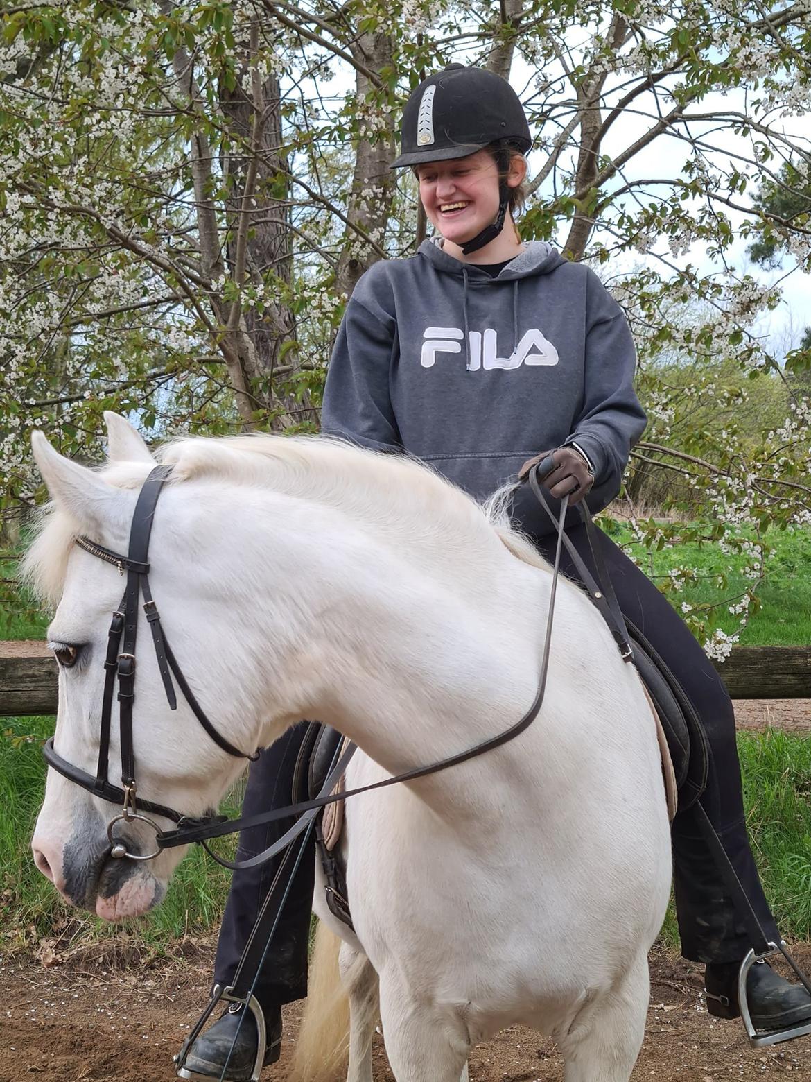 DSP Tranholms Maici billede 9